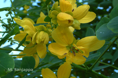 Senna surattensis